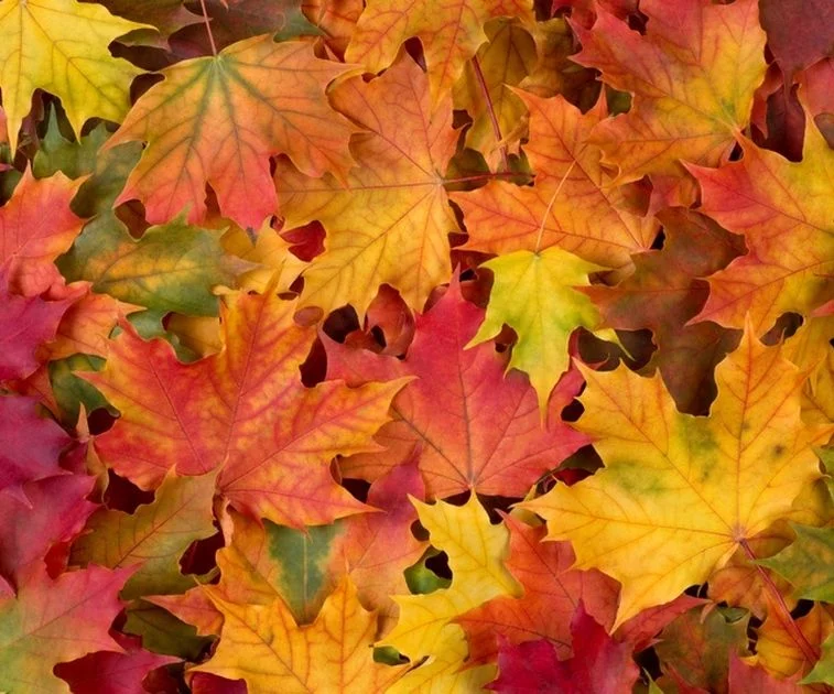 LOSLASSEN - Jeden Herbst  Artikel