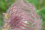 Methode Wildwuchs® 