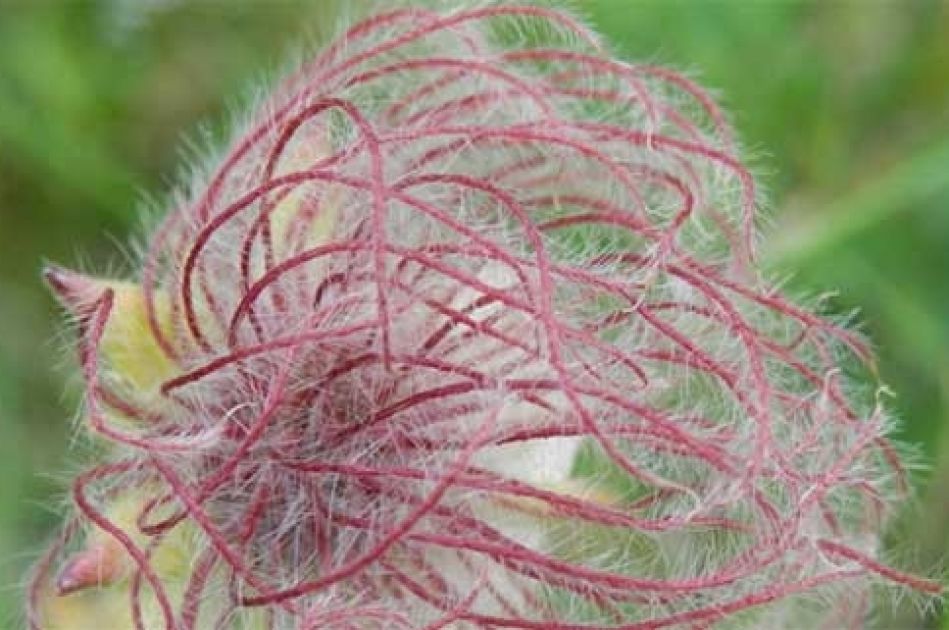 Methode Wildwuchs®  Methode