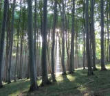 Waldbaden