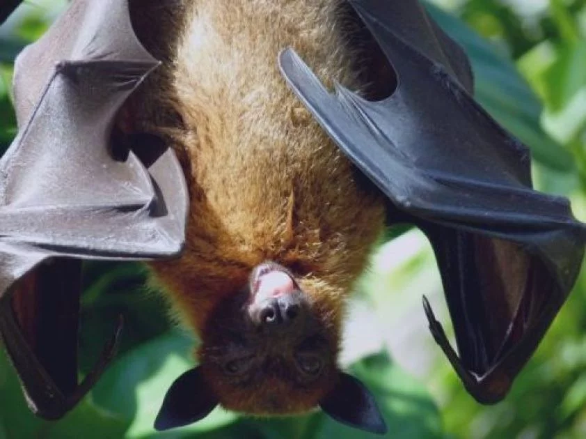 Krafttier Fledermaus - Wiedergeburt Artikel