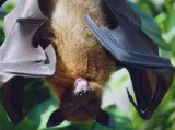 Krafttier Fledermaus