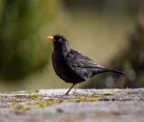 Krafttier - Amsel
