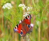Krafttier - Schmetterling