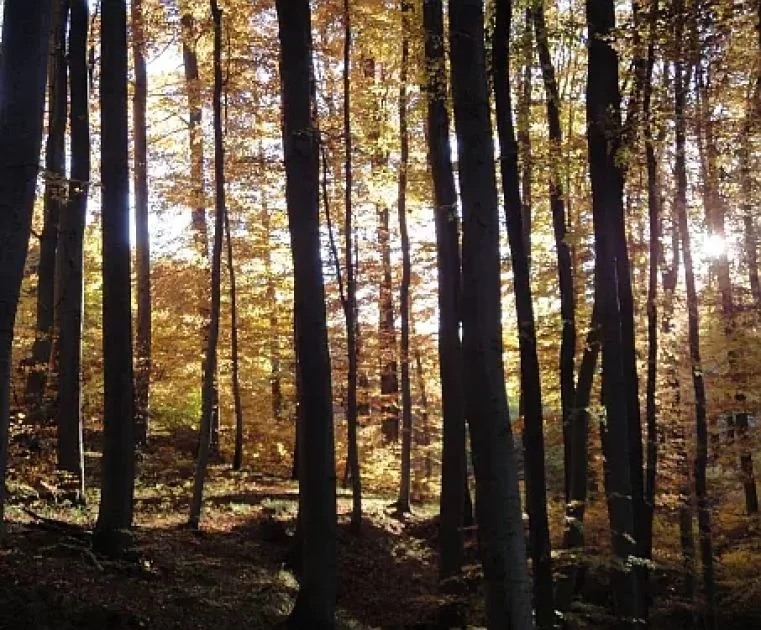 Naturrituale Artikel