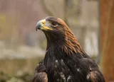 Krafttier - Adler
