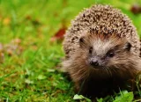Krafttier - Igel
