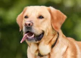 Krafttier - Hund