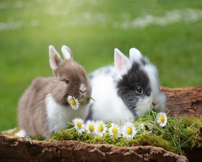 Krafttier - Kaninchen