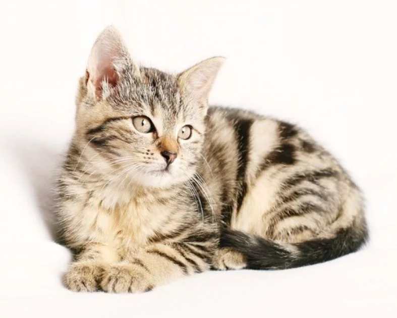Krafttier - Katze Artikel