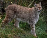 Krafttier - Luchs