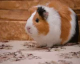 Krafttier - Meerschweinchen