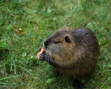 Krafttier - Nutria