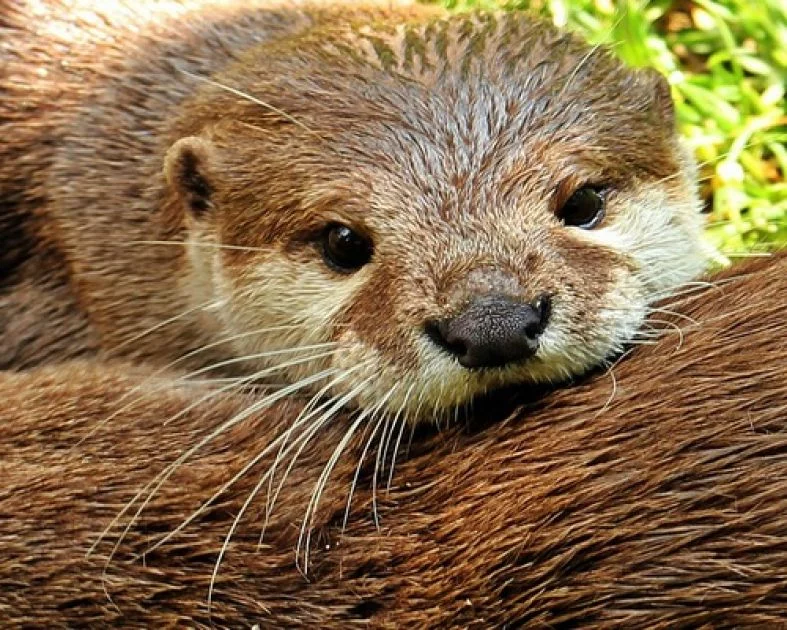 Krafttier - Otter Artikel