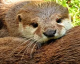 Krafttier - Otter