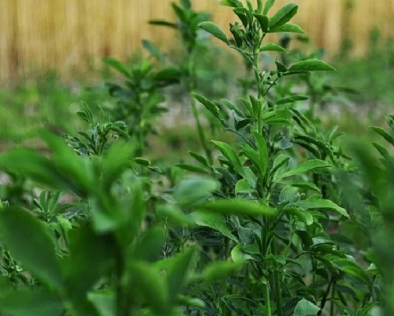Alfalfa Luzerne oder Alfaalfa Sprossen Artikel