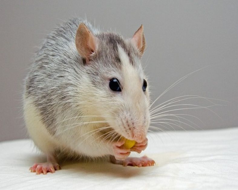 Krafttier - Ratte