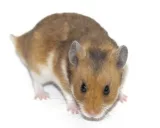 Krafttier - Hamster