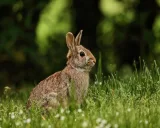 Krafttier - Hase