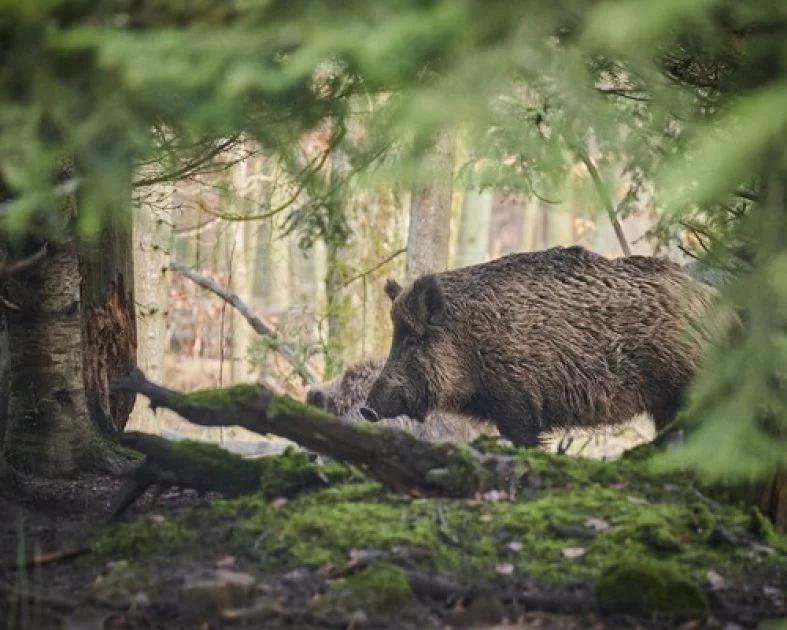 Krafttier - Wildschwein Schwein Artikel
