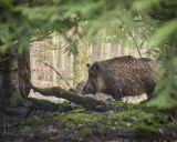 Krafttier - Wildschwein, Schwein