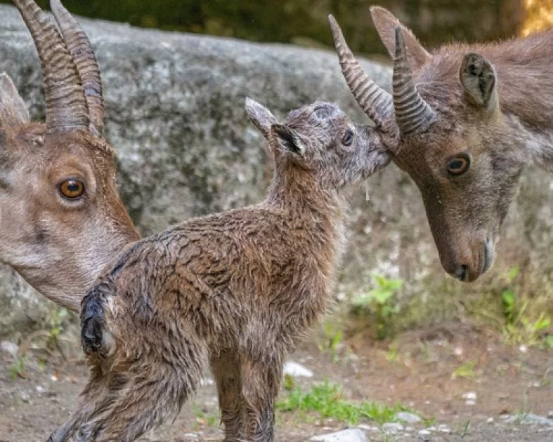 Krafttier - Steinbock Artikel