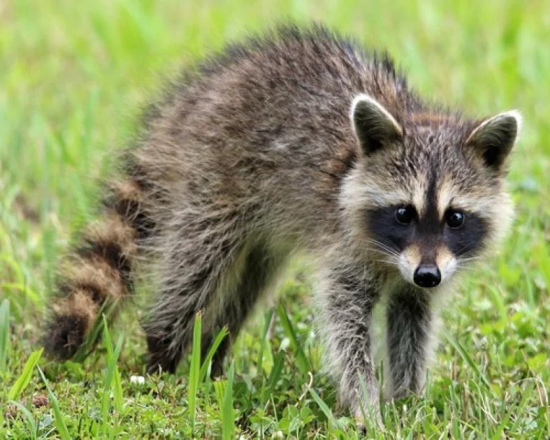 Krafttier - Waschbär Artikel