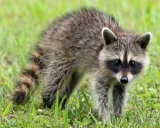 Krafttier - Waschbär