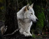 Krafttier - Wolf