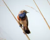 Krafttier - Blaukelchen