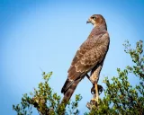 Krafttier - Falke