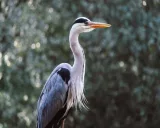 Krafttier - Graureiher, Silberreiher