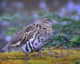 Krafttier - Haselhuhn