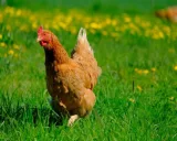 Krafttier - Huhn, Haushuhn
