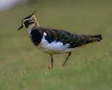 Krafttier - Kiebitz