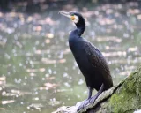 Krafttier - Kormoran