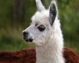Krafttier - Alpaka, Lama