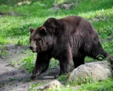 Krafttier - Bär, Braunbär