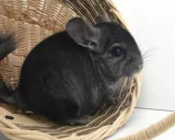 Krafttier - Chinchilla