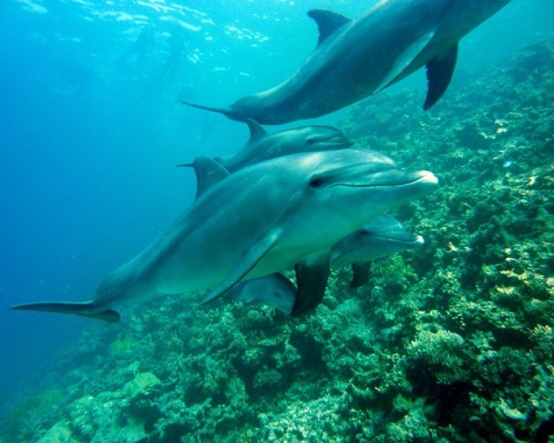 Krafttier - Delfin