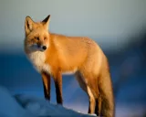Krafttier - Fuchs, Rotfuchs